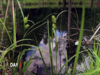 Homestead Rescue S12E04 480p x264-mSD EZTV Homestead Rescue S12E04 480p x264-mSD EZTV