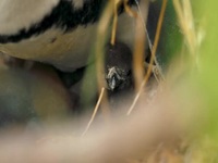 Penguin Town S01E03 480p x264-mSD EZTV Penguin Town S01E03 480p x264-mSD EZTV