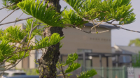Grand Designs Transformations S01E01 1080p HEVC x265-MeGusta EZTV Grand Designs Transformations S01E01 1080p HEVC x265-MeGusta EZTV