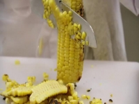 Hells Kitchen US S19E07 480p x264-mSD EZTV Hells Kitchen US S19E07 480p x264-mSD EZTV