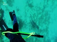 When Sharks Attack S08E06 480p x264-mSD EZTV When Sharks Attack S08E06 480p x264-mSD EZTV