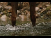 Yellowstone 2018 S05E06 480p x264-mSD EZTV