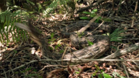 Swamp People Serpent Invasion S05E06 XviD-AFG EZTV Swamp People Serpent Invasion S05E06 XviD-AFG EZTV