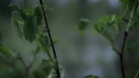Life Below Zero S11E15 WEB x264-TBS [eztv]