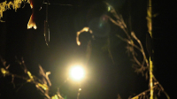 Lost Monster Files S01E02 1080p WEB h264-FREQUENCY EZTV Lost Monster Files S01E02 1080p WEB h264-FREQUENCY EZTV