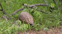 Work On The Wild Side S01E07 XviD-AFG EZTV