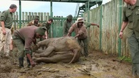 Shamwari Untamed S01E05 XviD-AFG EZTV Shamwari Untamed S01E05 XviD-AFG EZTV