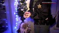 Live PD S02E23 720p WEB h264-TBS[eztv]