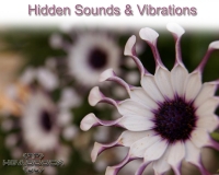 Headdock - Hidden Sounds & Vibrations 15-05-2020 {1337x}