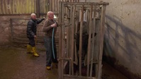 The Yorkshire Vet S16E03 XviD-AFG EZTV The Yorkshire Vet S16E03 XviD-AFG EZTV
