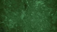 Naked and Afraid S13E06 XviD-AFG EZTV