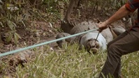 Monster Croc Wrangler Compilations S04E01 XviD-AFG EZTV Monster Croc Wrangler Compilations S04E01 XviD-AFG EZTV