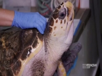Animal Embassy S01E02 Federica Turtle 480p x264-mSD EZTV Animal Embassy S01E02 Federica Turtle 480p x264-mSD EZTV