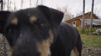Man Woman Dog S01E02 XviD-AFG EZTV