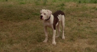 Homeward Bound: The Incredible Journey (1993) [BluRay] [720p] [YTS] [YIFY]