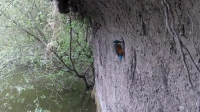 Springwatch S13E06 720p HDTV x264-QPEL[eztv]