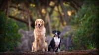[ FreeCourseWeb ] KelbyOne - Dog Photography - Overcoming Challenging Situations