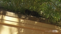Animal Cops Phoenix S02E05 HDTV x264-W4F[eztv]