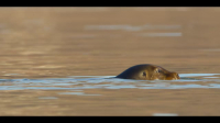 Our Oceans S01E04 720p HEVC x265-MeGusta EZTV Our Oceans S01E04 720p HEVC x265-MeGusta EZTV