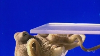 Nature S38E01 Octopus Making Contact HDTV x264-W4F [eztv]