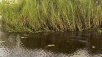 Swamp People S11E05 720p WEB h264-TBS [eztv]