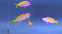 Tanked S15E07 WEBRip x264-ION10 Tanked S15E07 WEBRip x264-ION10
