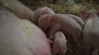 Springtime On The Farm S04E02 XviD-AFG EZTV Springtime On The Farm S04E02 XviD-AFG EZTV