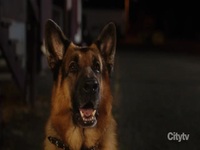 Hudson and Rex S04E14 480p x264-mSD EZTV Hudson and Rex S04E14 480p x264-mSD EZTV