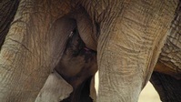 Growing Up Animal S01E03 XviD-AFG EZTV