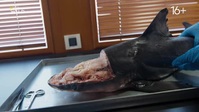 When Sharks Attack And Why S01E01 XviD-AFG EZTV