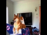 Howie Mandels Animals Doing Things S02E03 480p x264-mSD [eztv]