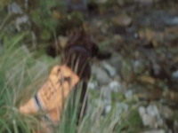 Dog Squad S13E02 480p x264-mSD EZTV Dog Squad S13E02 480p x264-mSD EZTV