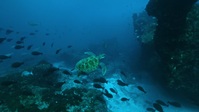 Shipwreck Hunters Australia S01E04 720p HEVC x265-MeGusta EZTV Shipwreck Hunters Australia S01E04 720p HEVC x265-MeGusta EZTV