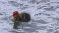 Springwatch S13E11 720p HDTV x264-QPEL[eztv]