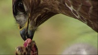 Springwatch S17E01 XviD-AFG EZTV Springwatch S17E01 XviD-AFG EZTV