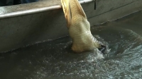 Swamp People S12E07 WEB h264-BAE EZTV Swamp People S12E07 WEB h264-BAE EZTV
