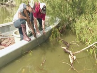 Swamp People S13E14 480p x264-mSD EZTV Swamp People S13E14 480p x264-mSD EZTV