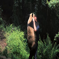 Pandas 2018 720p BluRay x264-WOW
