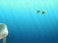 Not Quite Narwhal S01E15 480p x264-mSD EZTV Not Quite Narwhal S01E15 480p x264-mSD EZTV