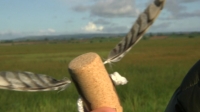 Springwatch S13E07 720p HDTV x264-QPEL[eztv]