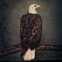 Clutch - Book of Bad Decisions (2018) FLAC CD