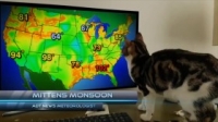 Howie Mandels Animals Doing Things S02E04 WEB x264-TBS [eztv]