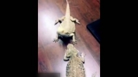 Howie Mandels Animals Doing Things S02E05 WEB x264-TBS [eztv]