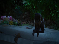 Bad Monkey S01E03 480p x264-mSD EZTV Bad Monkey S01E03 480p x264-mSD EZTV