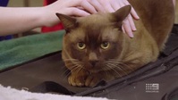 Bondi Vet S10E07 XviD-AFG EZTV
