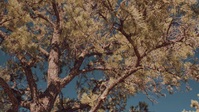 The Cabin Chronicles S03E06 XviD-AFG EZTV The Cabin Chronicles S03E06 XviD-AFG EZTV