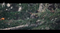 Alone UK S01E03 XviD-AFG EZTV