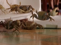 Death In Paradise S10E02 480p x264-mSD EZTV Death In Paradise S10E02 480p x264-mSD EZTV