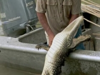 Swamp People S11E11 480p x264-mSD [eztv]