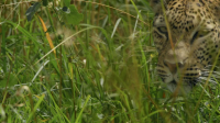 Predator v Prey S01E01 1080p HEVC x265-MeGusta EZTV Predator v Prey S01E01 1080p HEVC x265-MeGusta EZTV